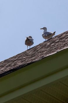  two pigeons sitting on top of a roof on a sunny day 