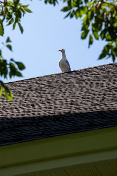 one gull sitting alone holding down the rooftop 