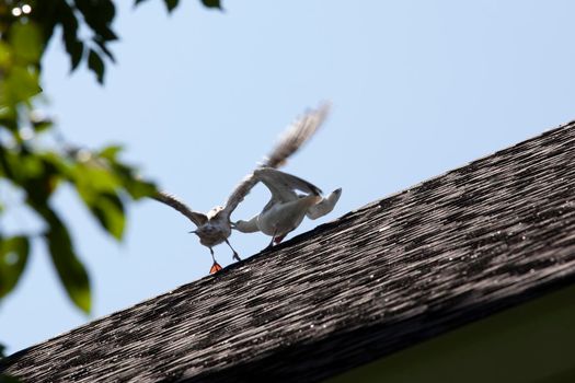 two gulls pecking and fighting over the stop spot on a roof 