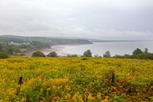 yellow flowers overlooking the bay of fundy in the economy area of nova scotia 