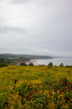 summertime view across yellow flora on the bay of fundy in nova scotia with tide 