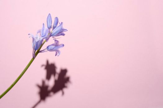 Common Bellflower, Bluebell Hyacinthoides, a ripped blue flower with a hard shadow on a pink background