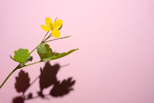 Common buttercup, Ranunculus acris, a yellow flower taken with a hard shadow against a pink background