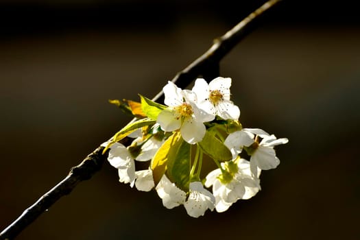 Wild cherry blossom in spring in backlit Germany