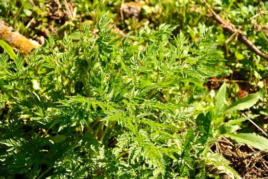 Chervil, spice in the German spring forest