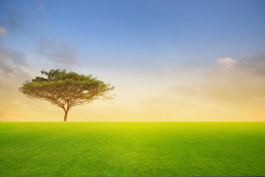 Green tree in green field on sunset or sunlight.