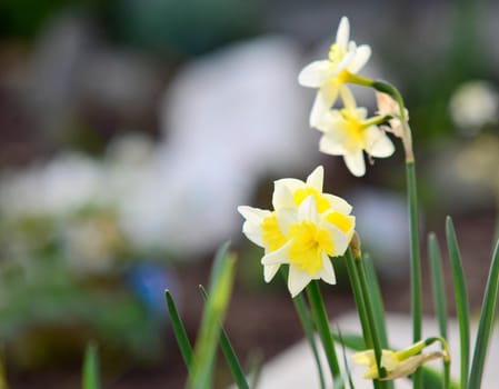 Close Up of Yellow Blossoming Narcissus Pseudonarcissus Growing in the Garden at Early Spring Season, shallow depth of field.