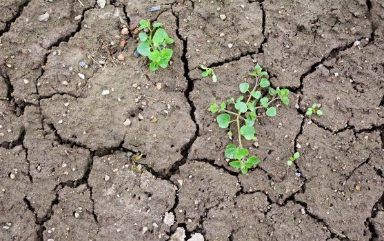 Texture of brown dried cracked soil with green plant. Full frame dried soil background.