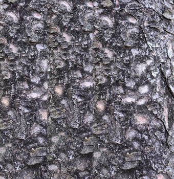 Background of tree bark. Full frame tree bark natural texture and pattern.