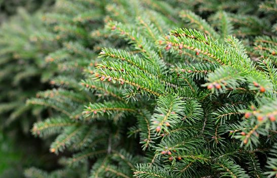 Close up of young spruce tree branches. Shallow depth of field, focused on foreground.