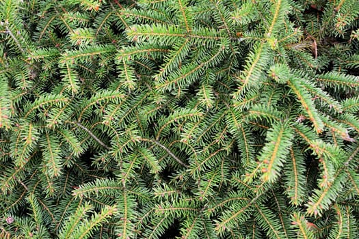 Background of green spruce tree branches. Full frame spruce tree background. Spruce natural texture and pattern.