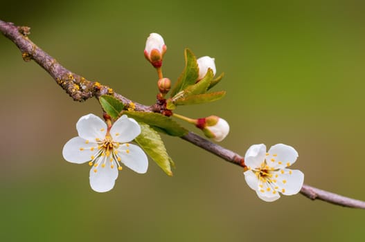 Branch with beautiful fresh spring flowers
