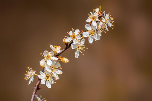 Branch with beautiful fresh spring flowers