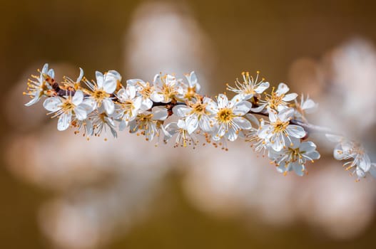 Branch with beautiful fresh spring flowers