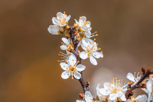Branch with beautiful fresh spring flowers