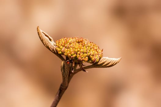 Branch with beautiful fresh spring flowers
