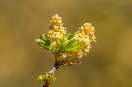 Branch with beautiful fresh spring flowers