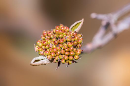 Branch with beautiful fresh spring flowers