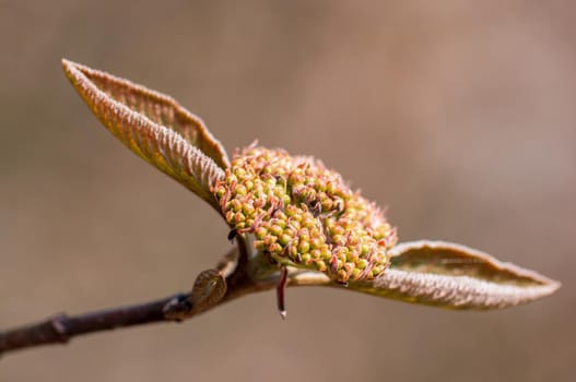 Branch with beautiful fresh spring flowers