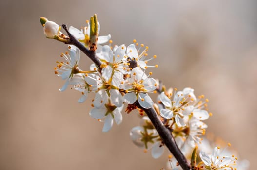 Branch with beautiful fresh spring flowers