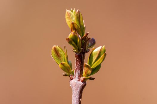 twig with beautiful fresh spring bud