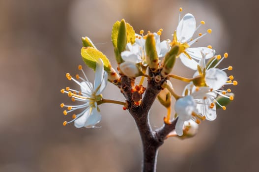 Branch with beautiful fresh spring flowers