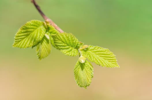 twig with beautiful fresh spring bud
