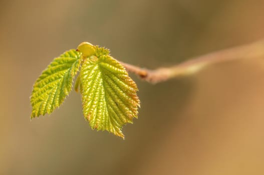 twig with beautiful fresh spring bud