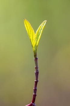 twig with beautiful fresh spring bud