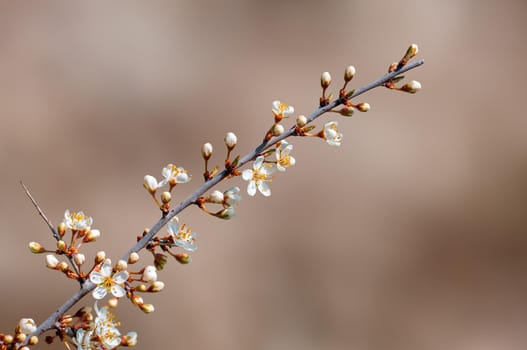 Branch with beautiful fresh spring flowers
