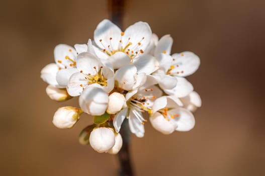 Branch with beautiful fresh spring flowers