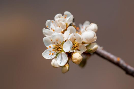 Branch with beautiful fresh spring flowers
