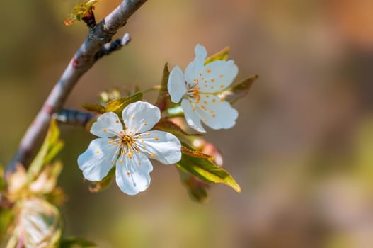 Branch with beautiful fresh spring flowers