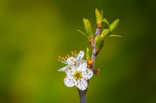 Branch with beautiful fresh spring flowers