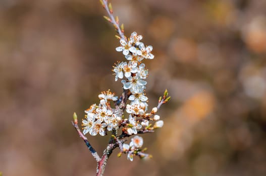 Branch with beautiful fresh spring flowers