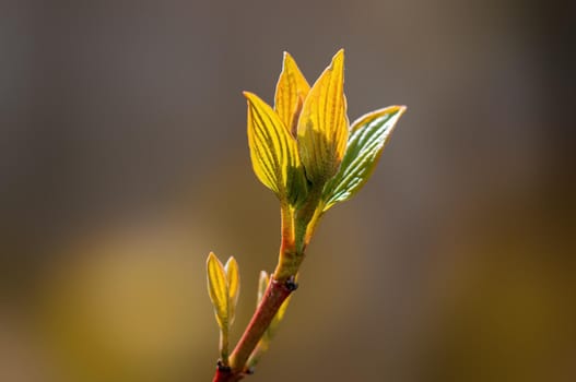 twig with beautiful fresh spring bud