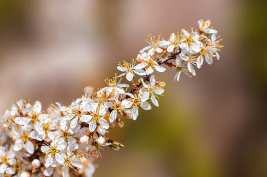 Branch with beautiful fresh spring flowers