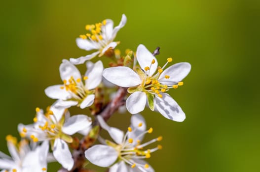 Branch with beautiful fresh spring flowers
