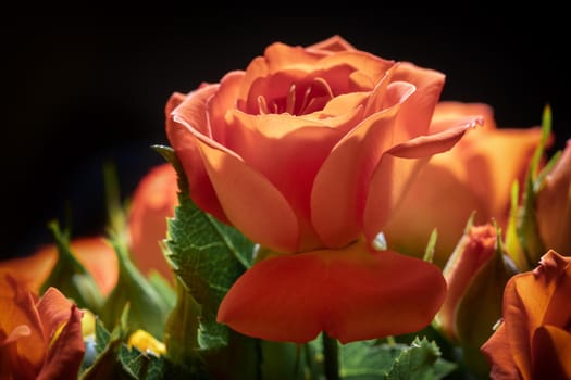 Photo of a Cinnabar color blooming rose, macro, close-up, background, macro