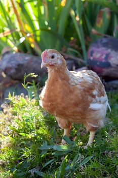 Young and beautiful poult in flower garden