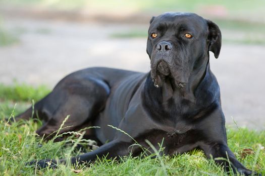 Black Cane Corso dog lies on the grass and looks into the distance