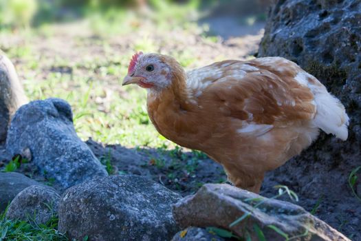 Young and beautifu poult near the stones