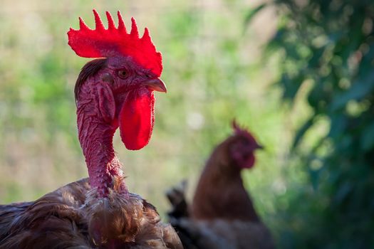 Naked neck rooster with lighting crest in a green plants background