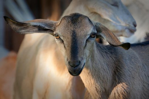 Anglo-Nubian goat with very large ears portrait