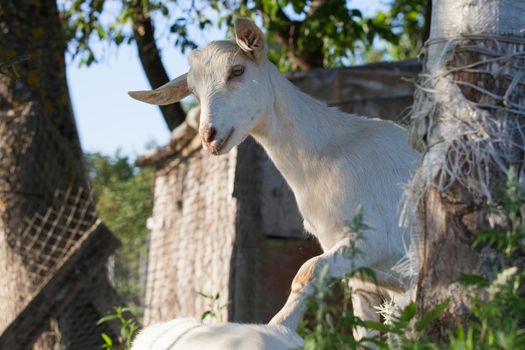 Playful white young goat in farmstead climbs up