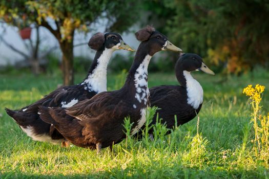 Three ducks fall into rank in a nice green garden