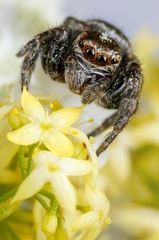 Jumping spider among the many yellow flowers