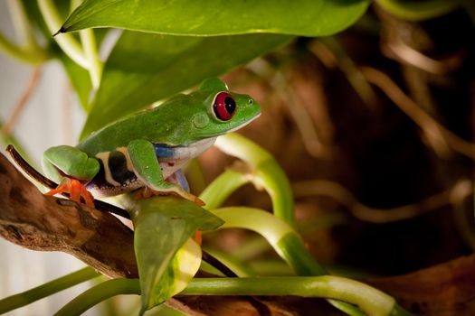 Red-eyed frog and back beautiful light in the terrarium