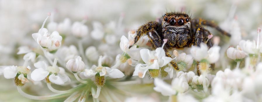 Jumping spider among the many white flowers
