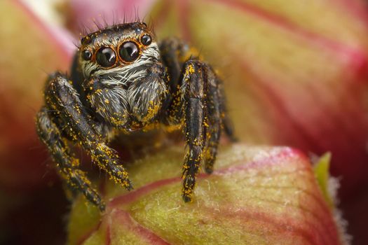 Jumping spider with yellow polen on the red buds